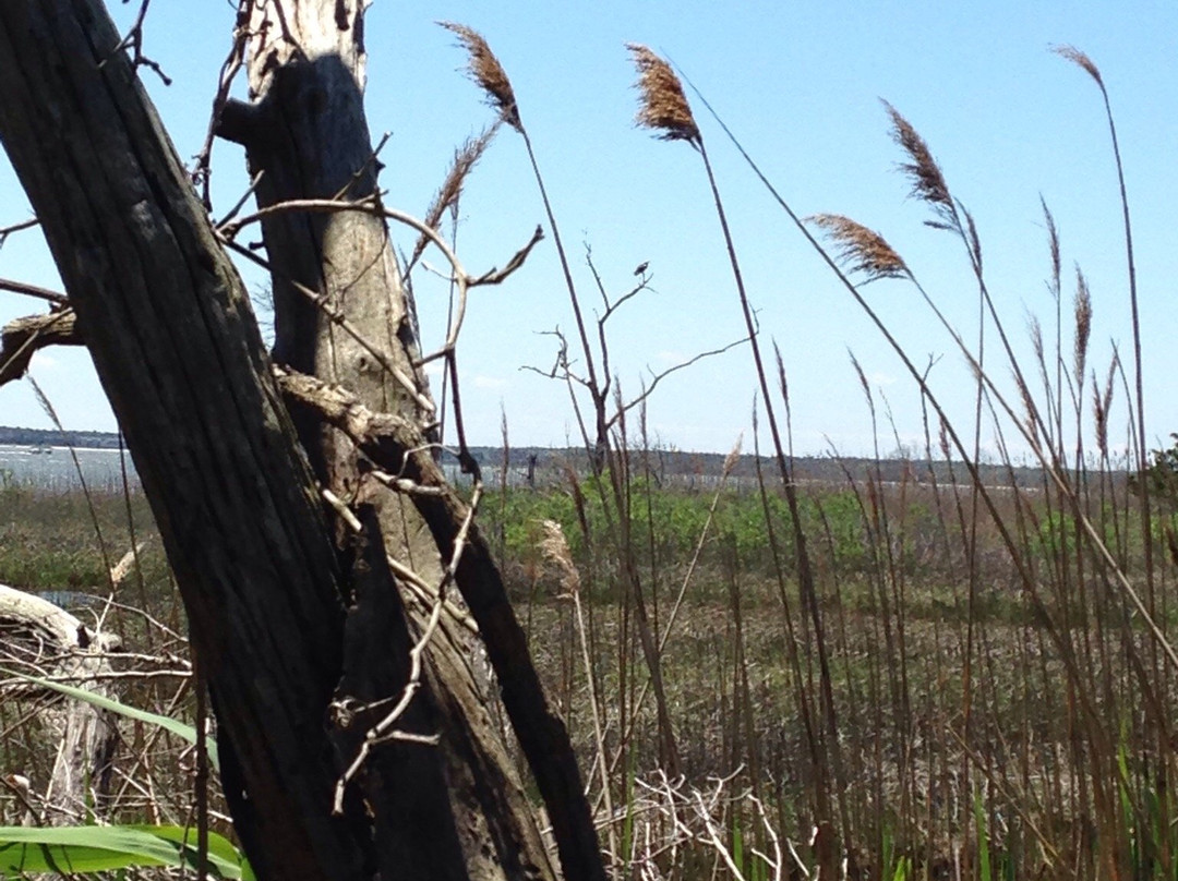 Burton Island Trail-里霍博斯比奇必去景点