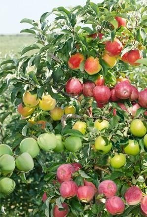 Benjamin Tree Farm景点图片