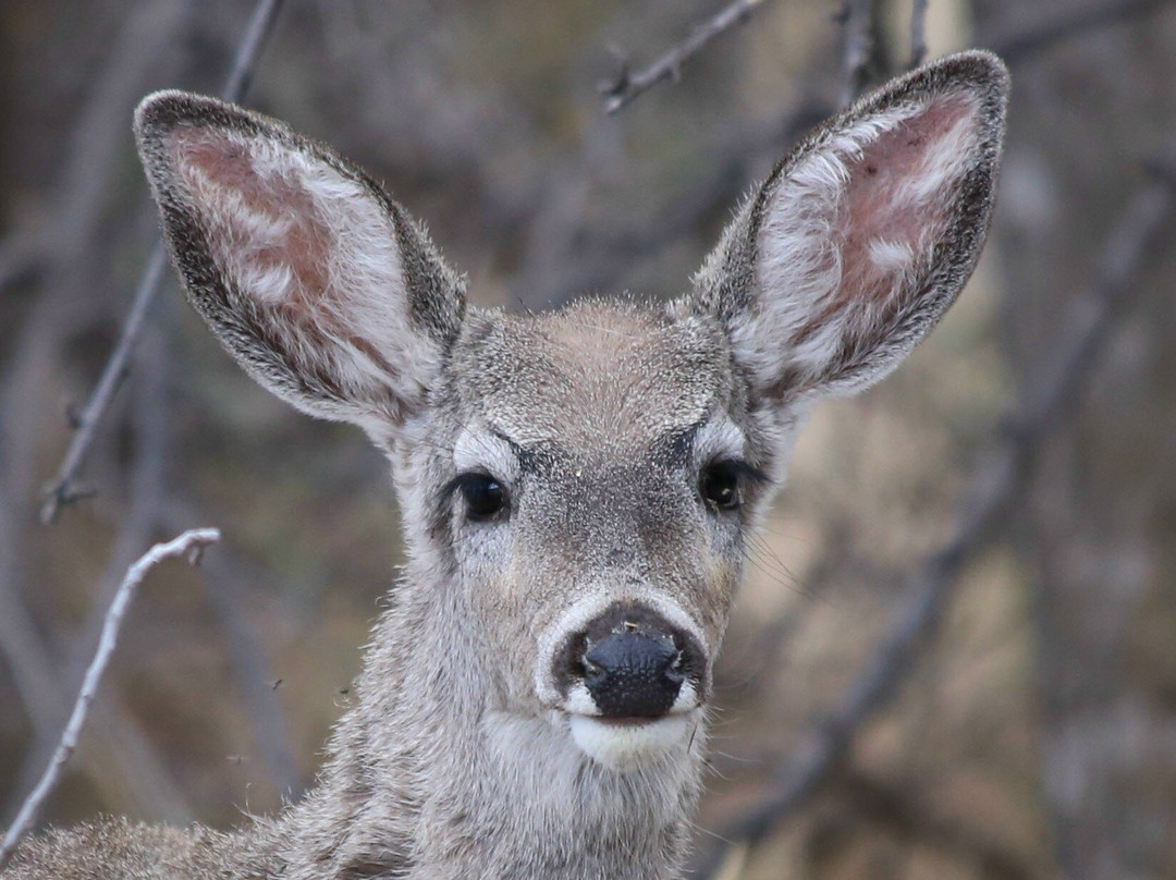 Muleshoe Ranch Preserve-Willcox必去景点