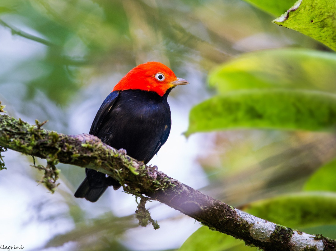 Birding Experiences景点图片