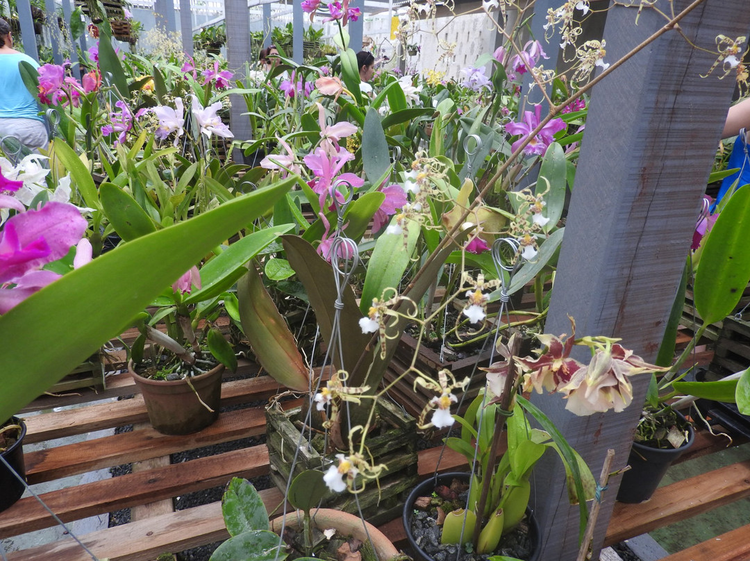Orquidario Nego Plantas景点图片