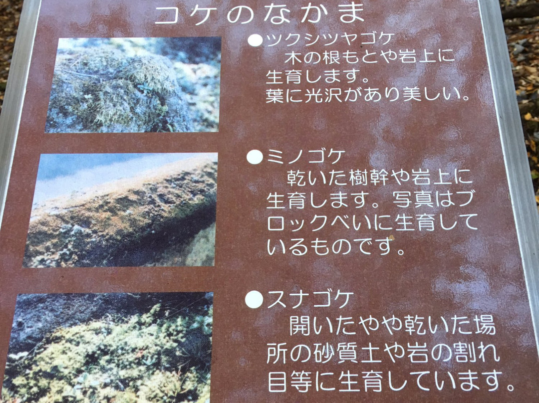 Kawakami Valley-丰后大野市必去景点