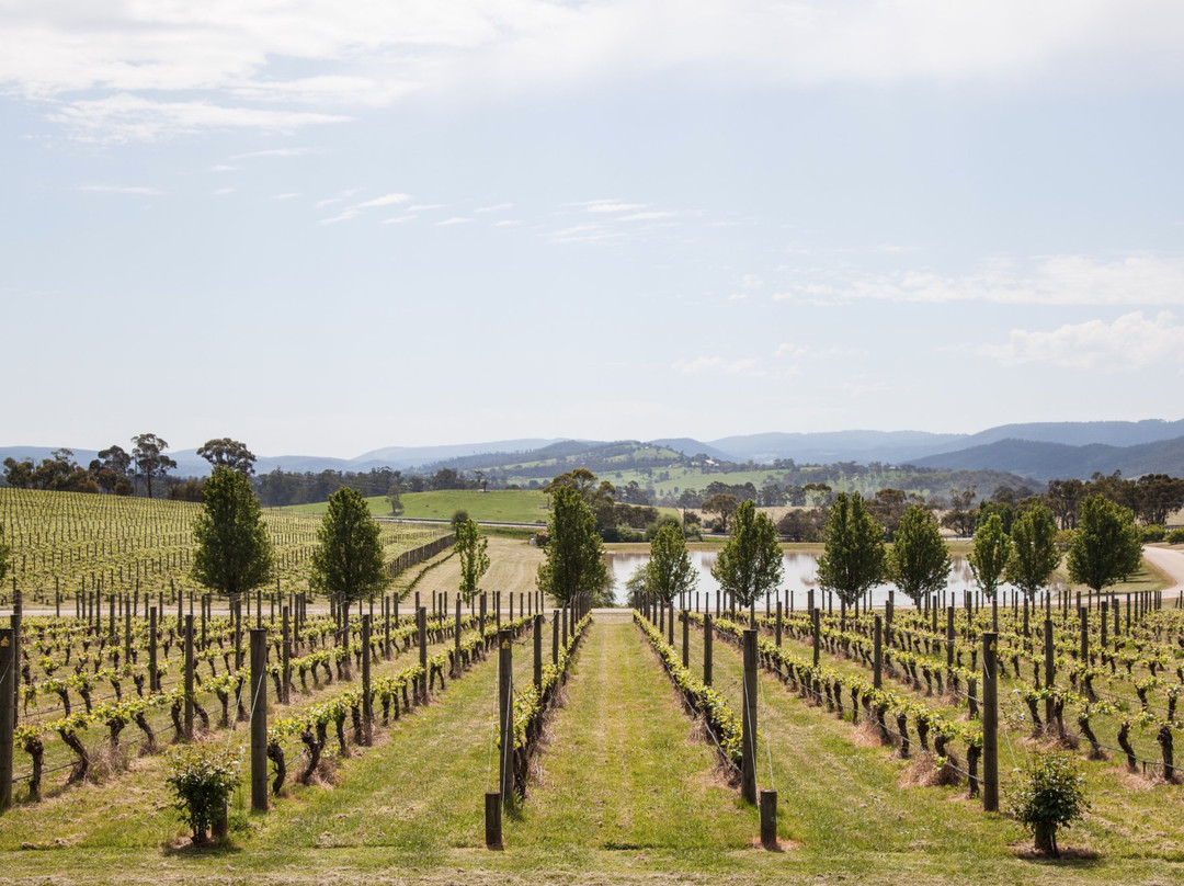 Winebus Winery Tours-墨尔本必去景点