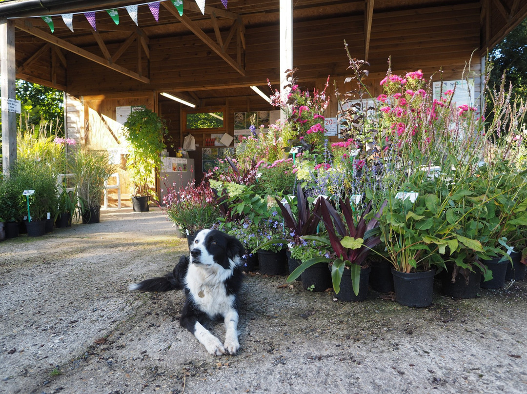 Hardy's Cottage Garden Plants景点图片