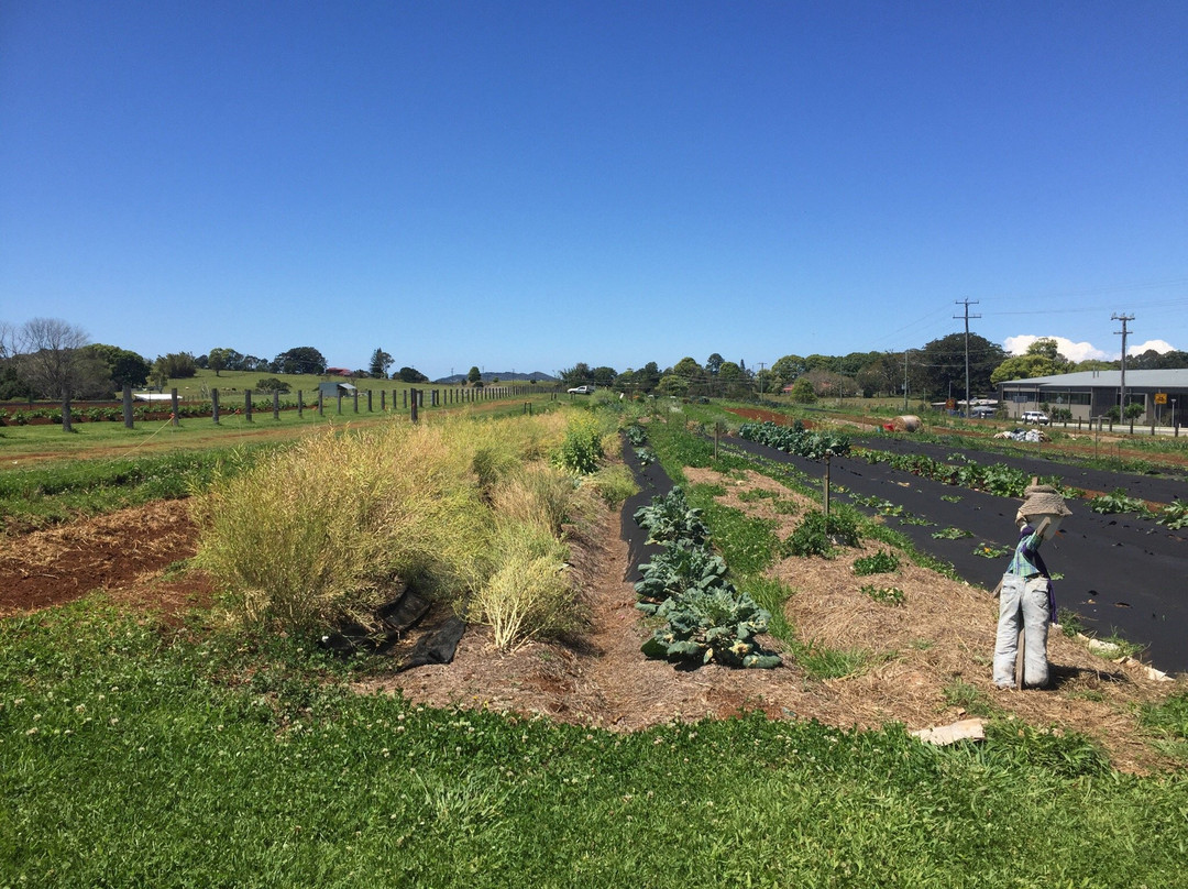 拜伦湾旅游攻略图片