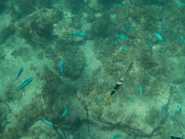 Rinkaiura Beach-白滨町必去景点
