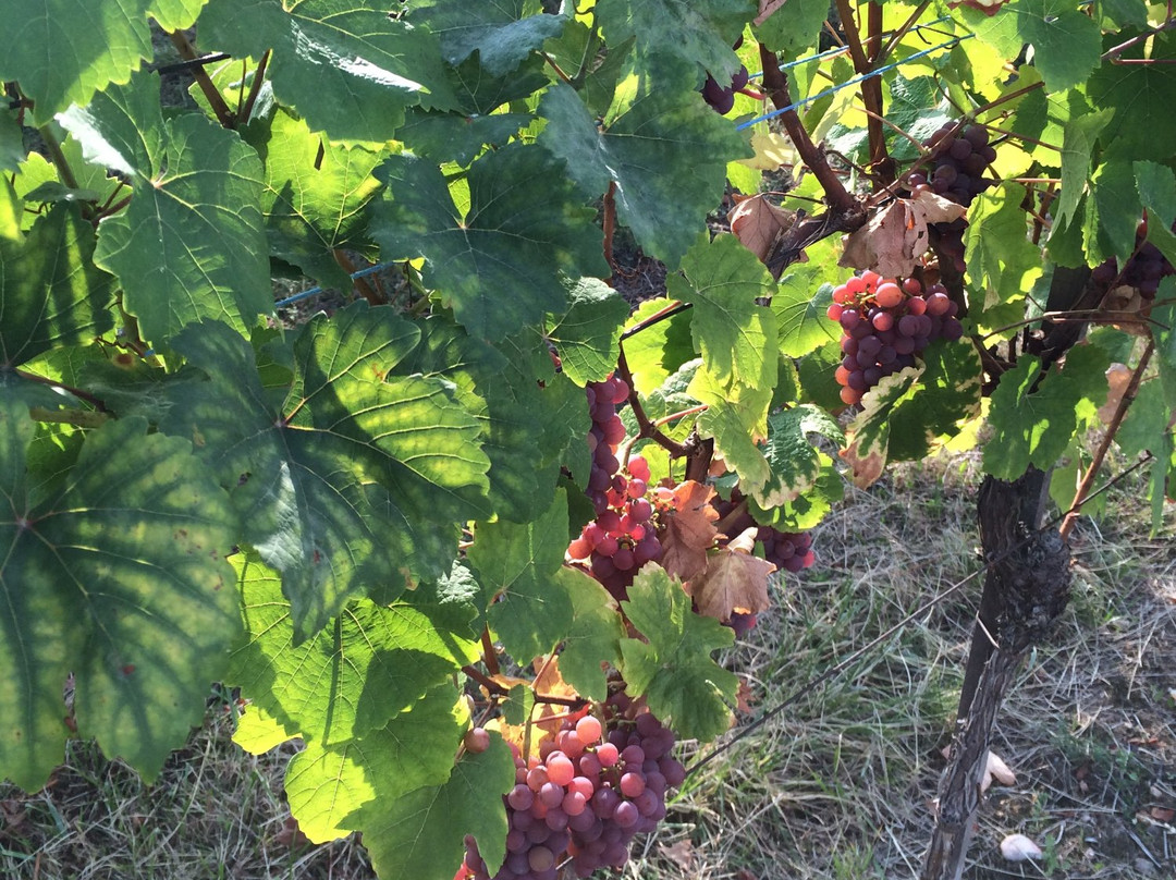 Vignoble Andre Scherer景点图片