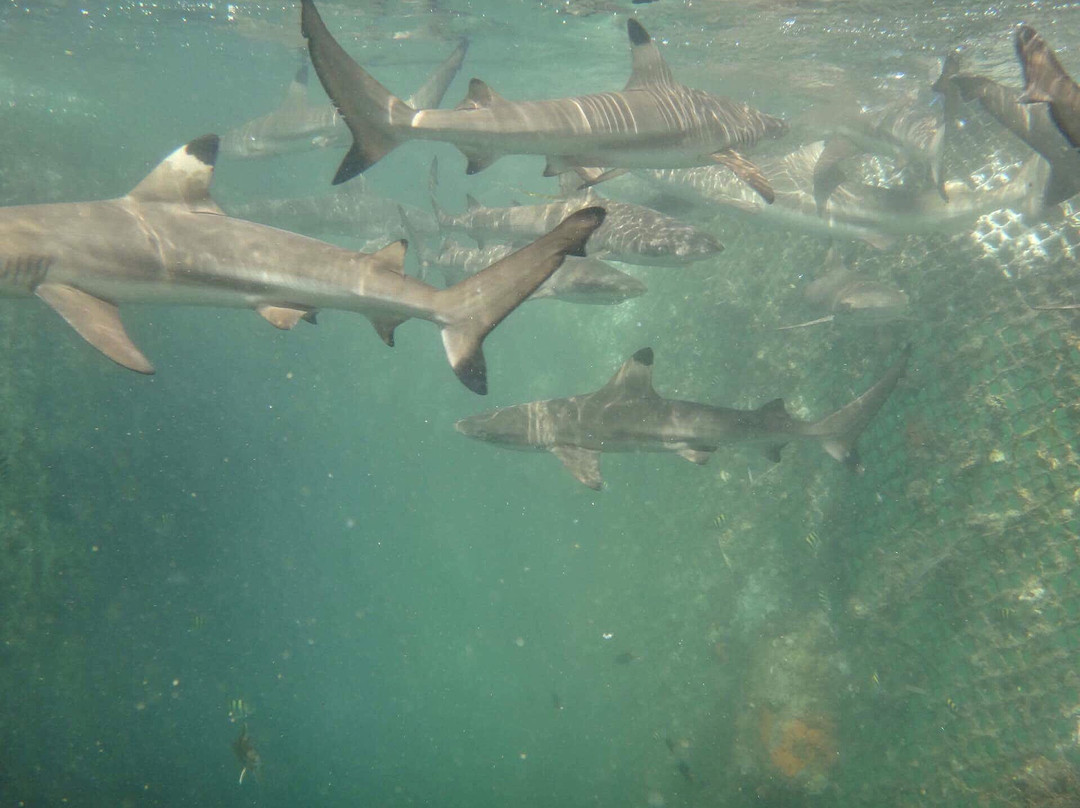 Bali Sharks景点图片