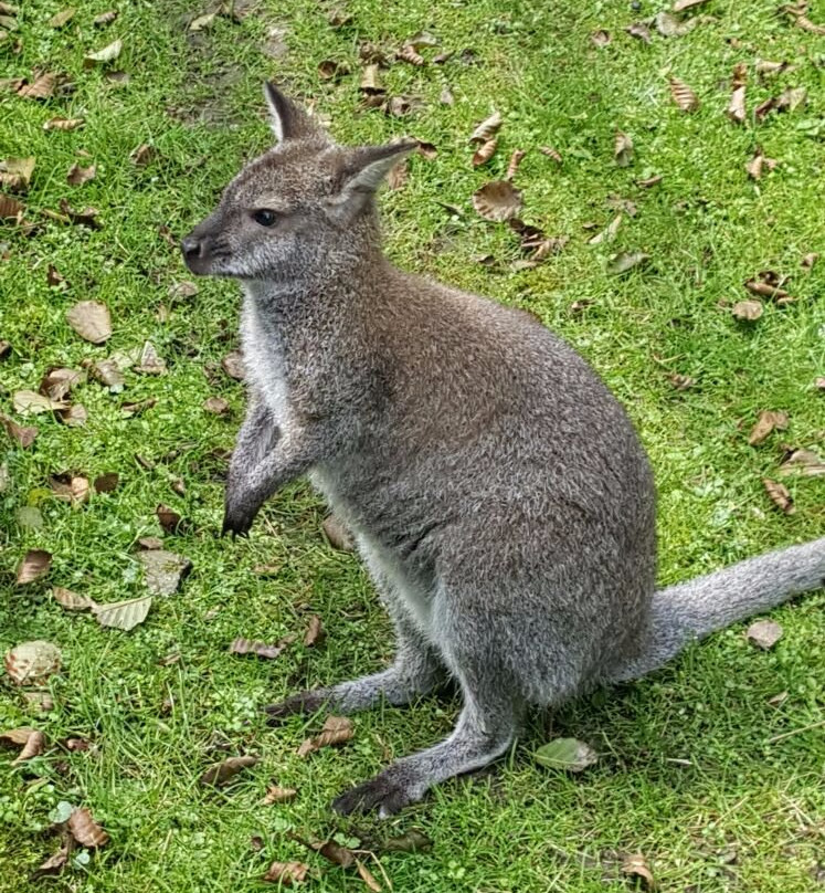 Animal Park Herford景点图片