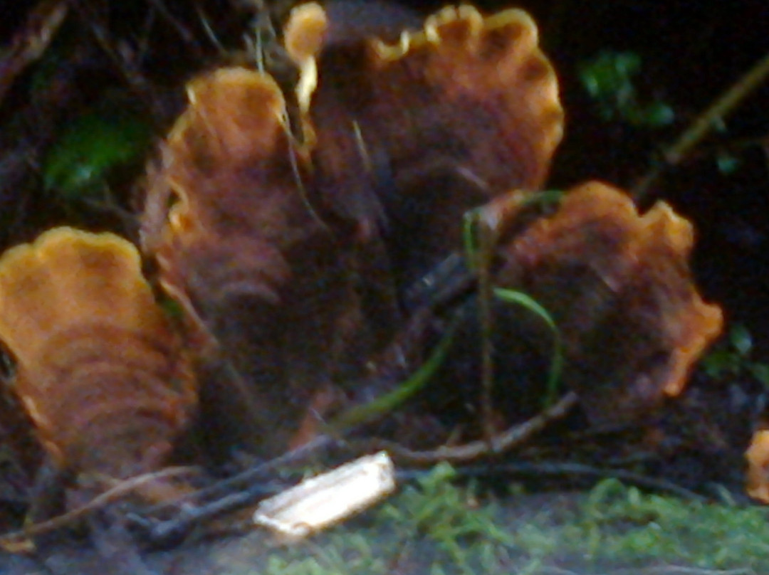 Cora Lynn Cascades Walk-洛恩必去景点