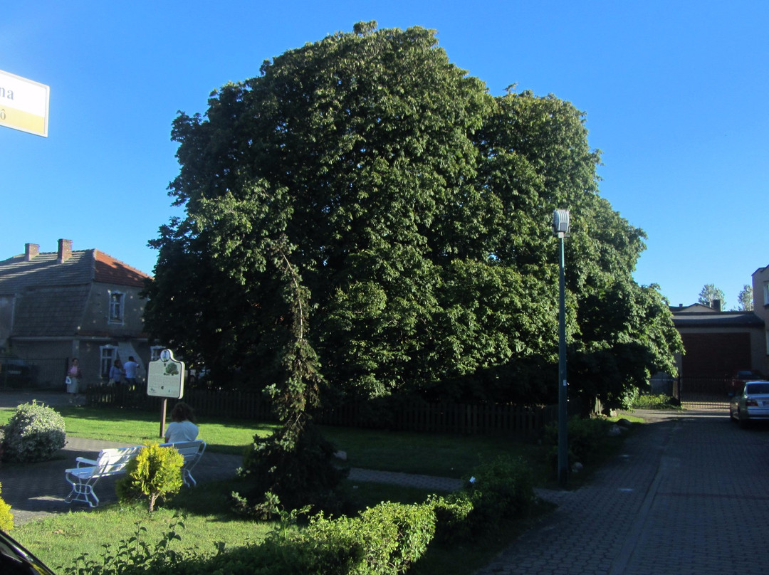 Kasztanowiec Biały-Jastarnia必去景点