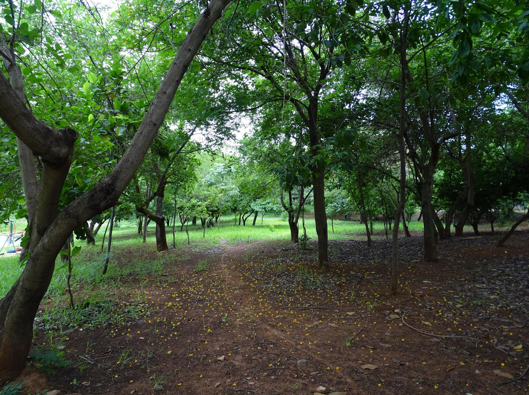 Bosque do Parque União景点图片