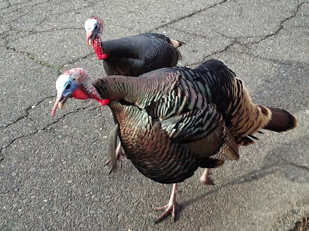 Ancil Hoffman Park-Carmichael必去景点