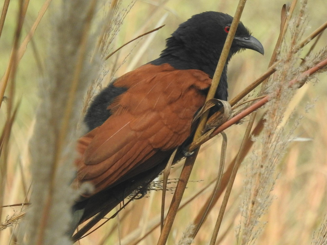 Bhindawas Wildlife  Sanctuary景点图片