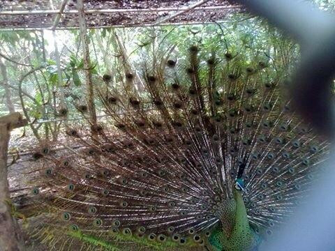 Koh Kong SafariWorld景点图片