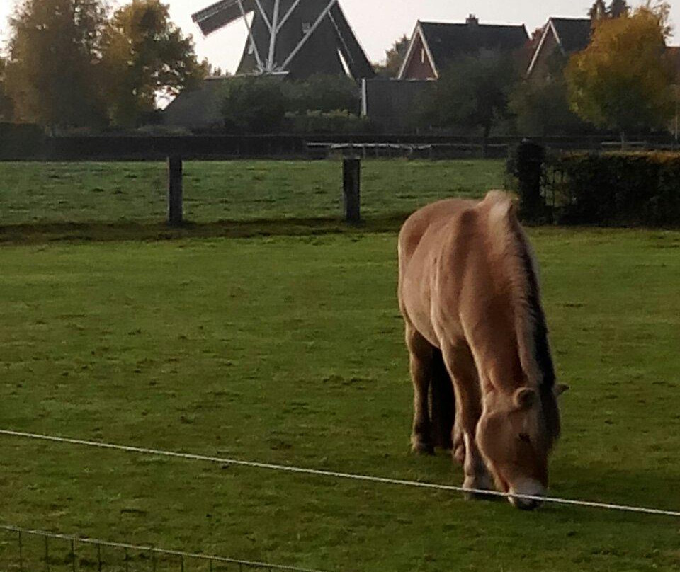 Molen de Bente景点图片