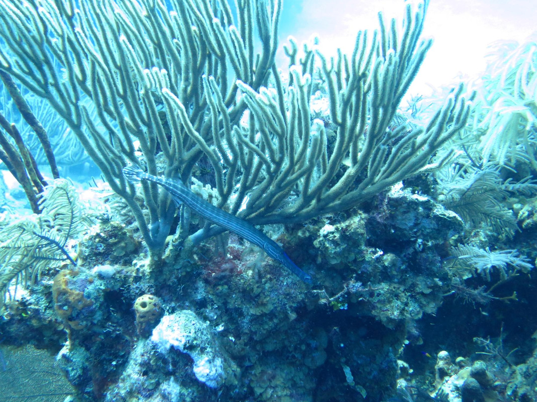 MacDonald's Arch-Grand Turk必去景点