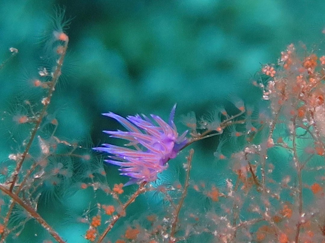 Sifnos Diving Center景点图片