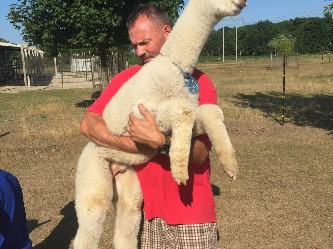 LondonDairy Alpacas-Two Rivers必去景点