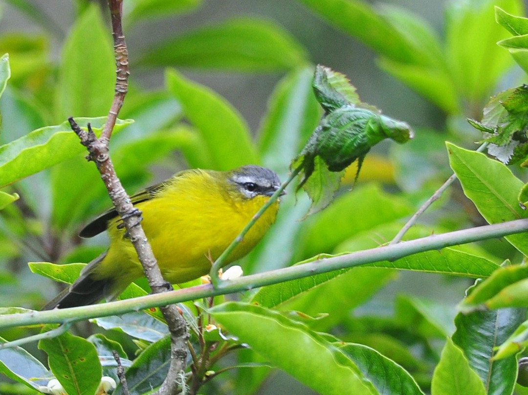 Aves Internacionales Colombia景点图片