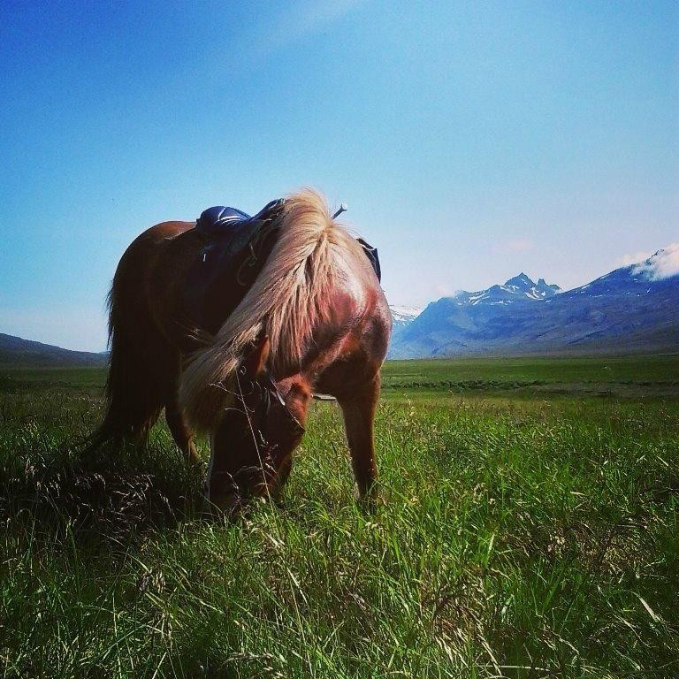 Odin Tours-Breiddalsvik必去景点