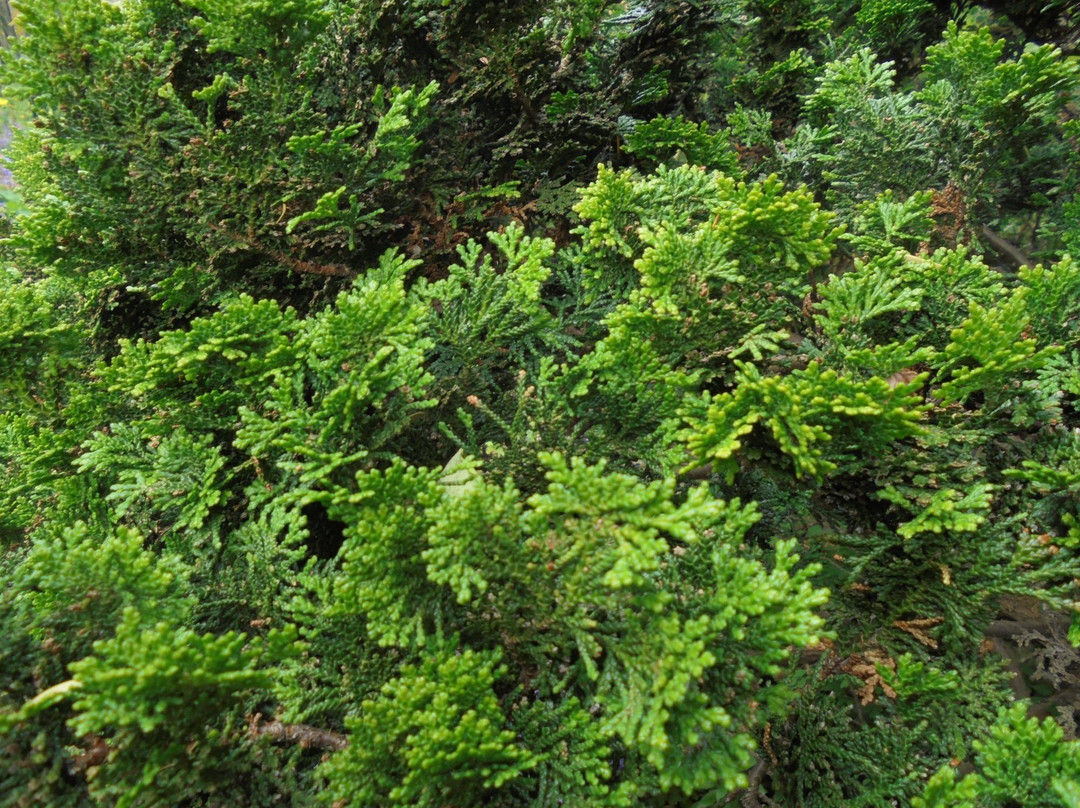 Pinetum Blijdenstein景点图片