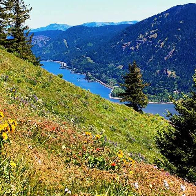 Dog Mountain Trail景点图片