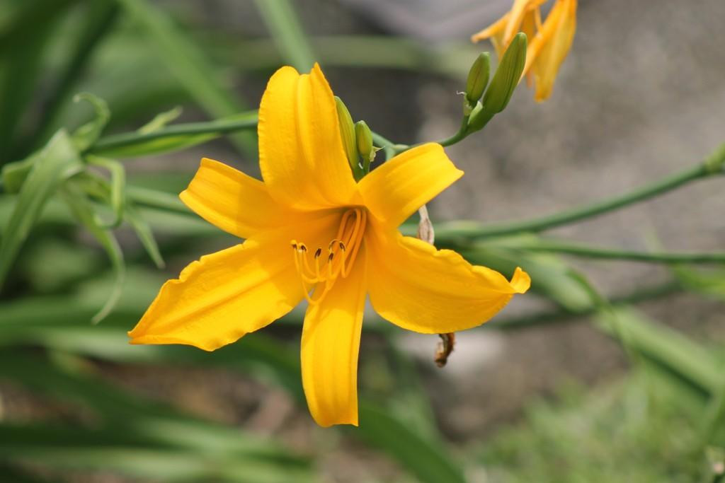 War Cemetery-Digboi必去景点