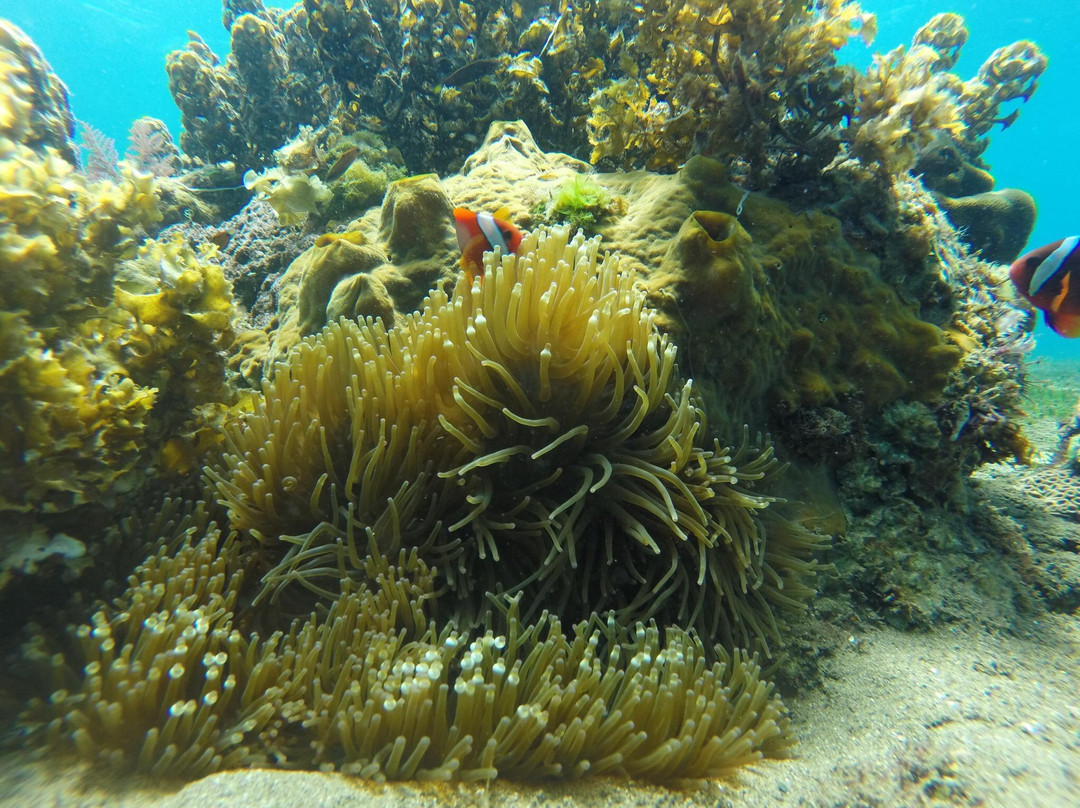 菲国海洋探索潜水中心-岛印必去景点