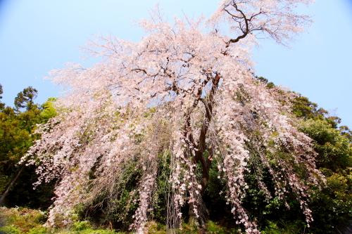 Baiganji Temple Shidarezakura-青梅市必去景点