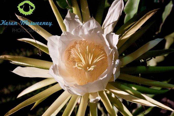 Red Fox Pittaya's Dragon Fruit Farm景点图片