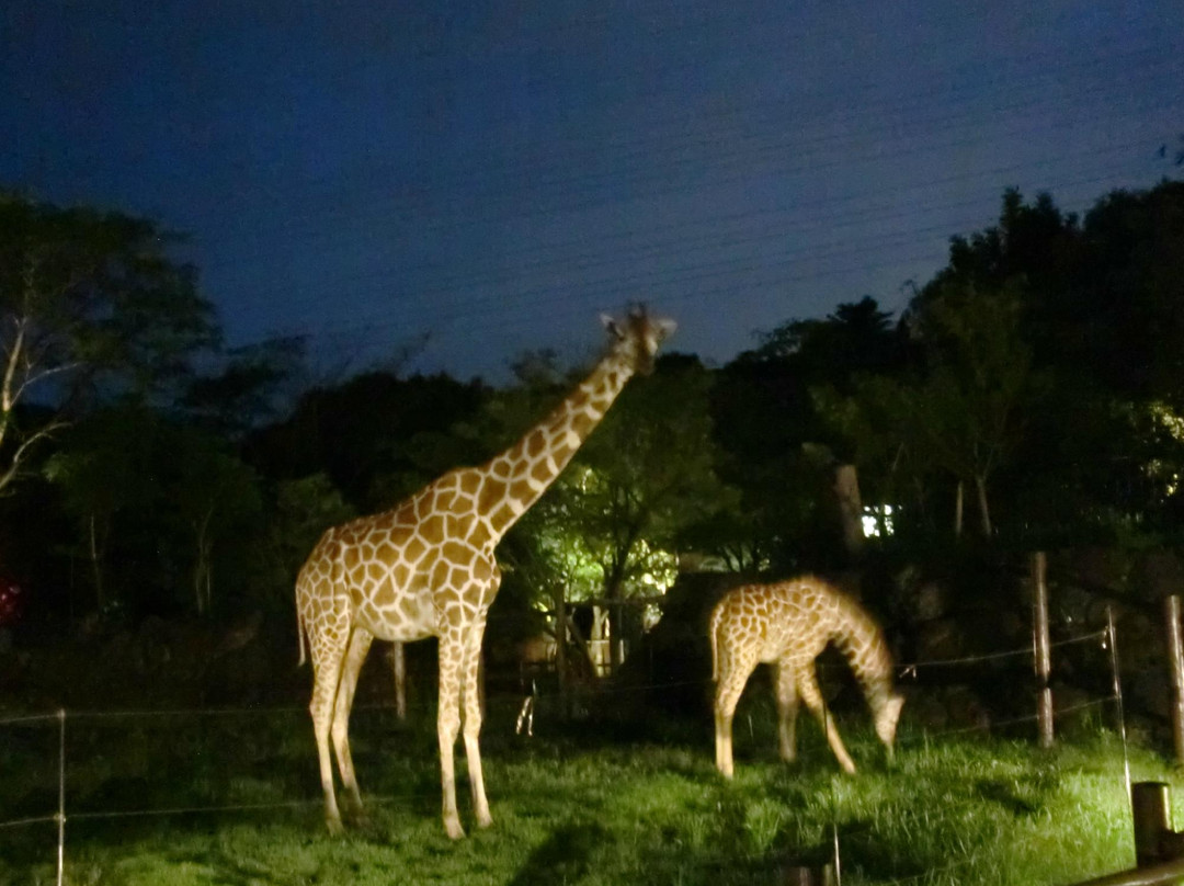 Itozu no Mori Zoological Park景点图片