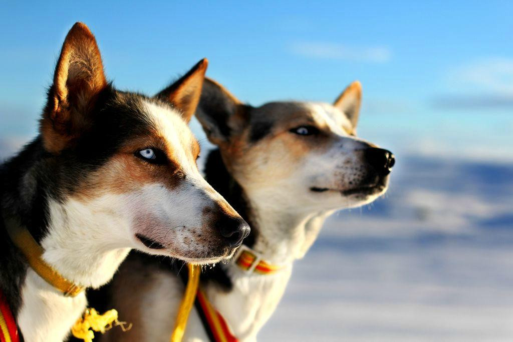 Geilo Husky Day Tours-耶卢必去景点