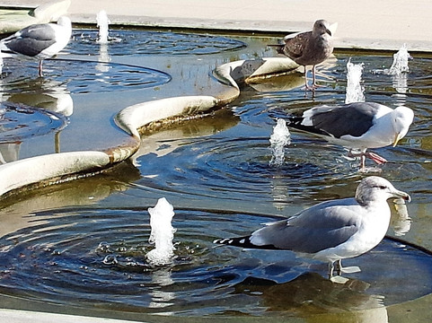 City Hall-圣莫尼卡必去景点