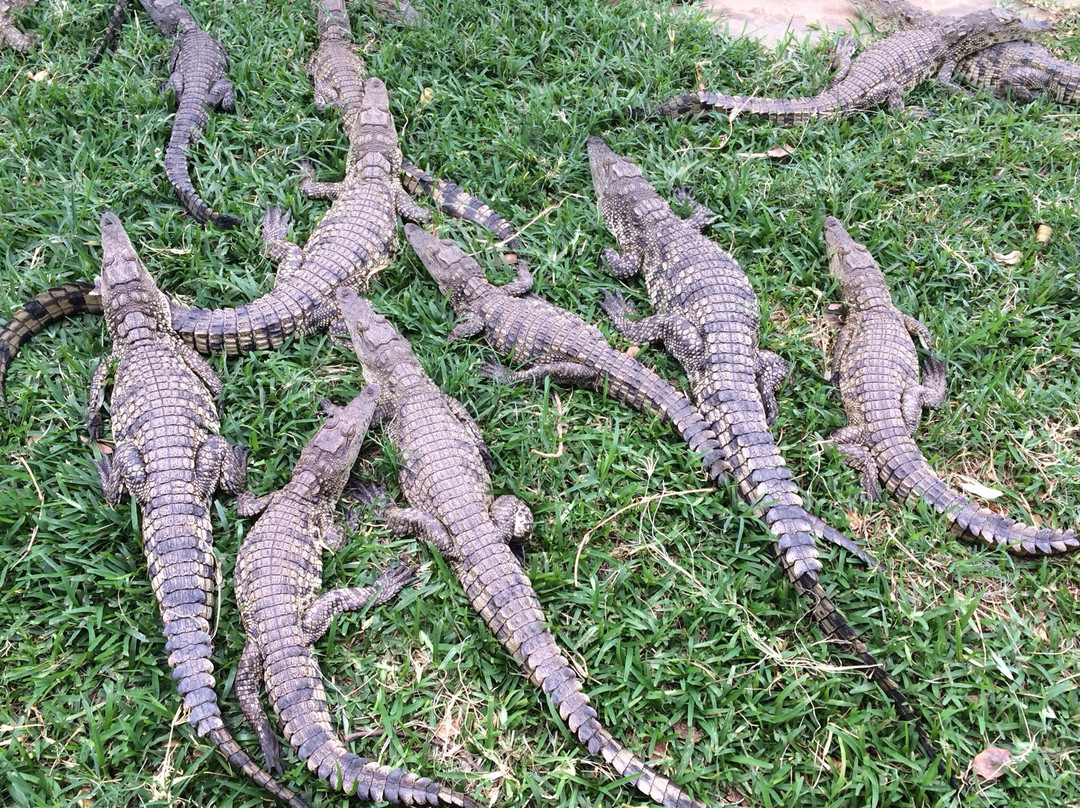 Kalimba Reptile Park-卢萨卡必去景点
