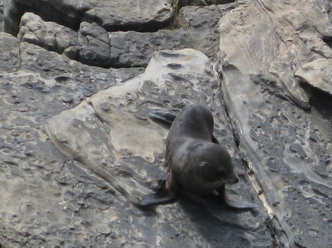 Australian Wildlife Walkabouts Eco Tours景点图片
