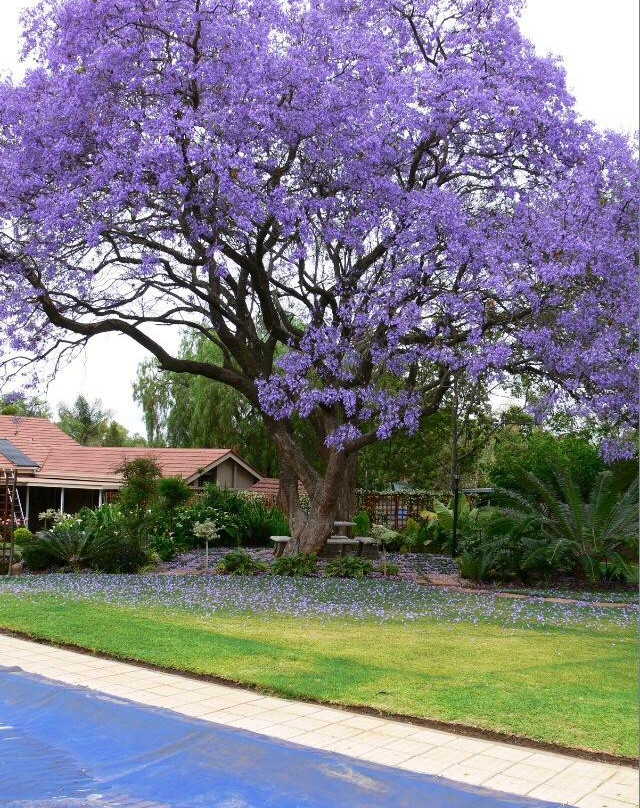 Olivia's Place主图