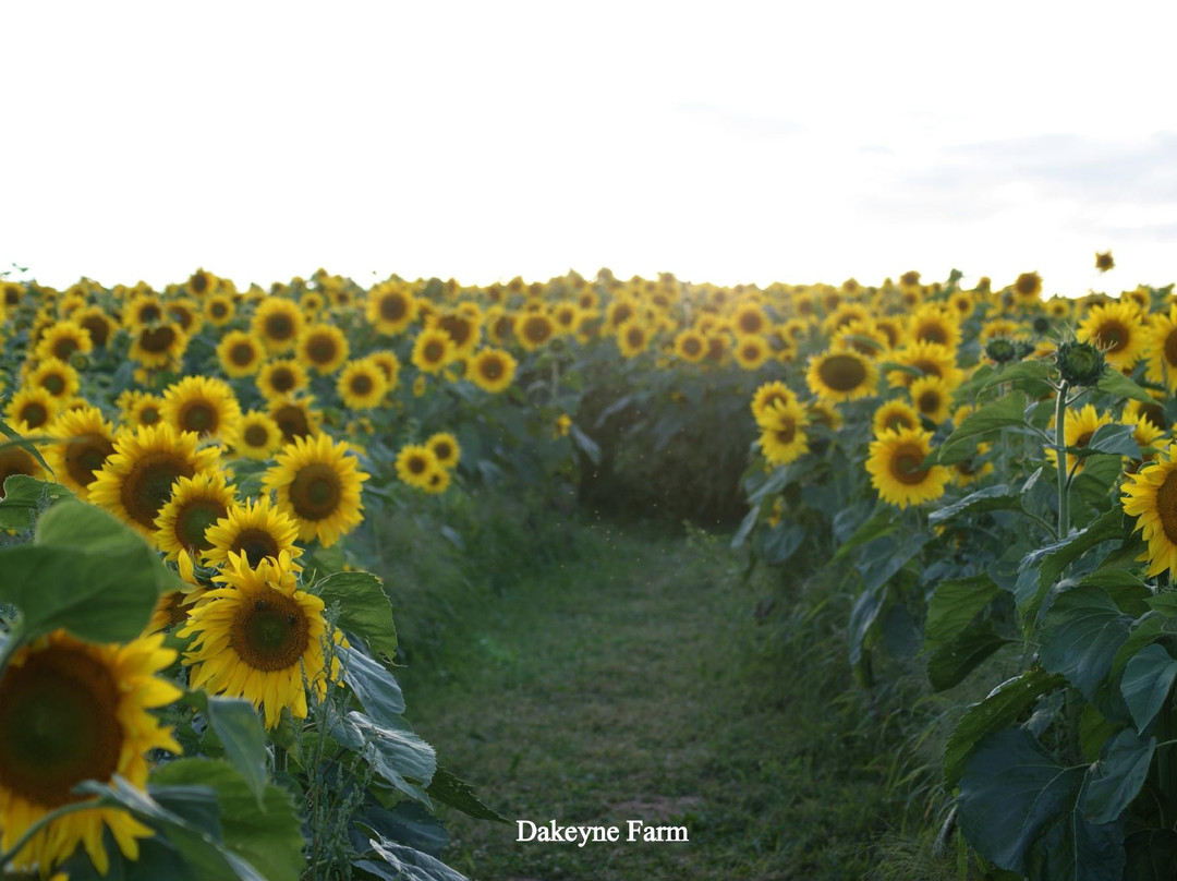 Dakeyne Farm-Falmouth必去景点