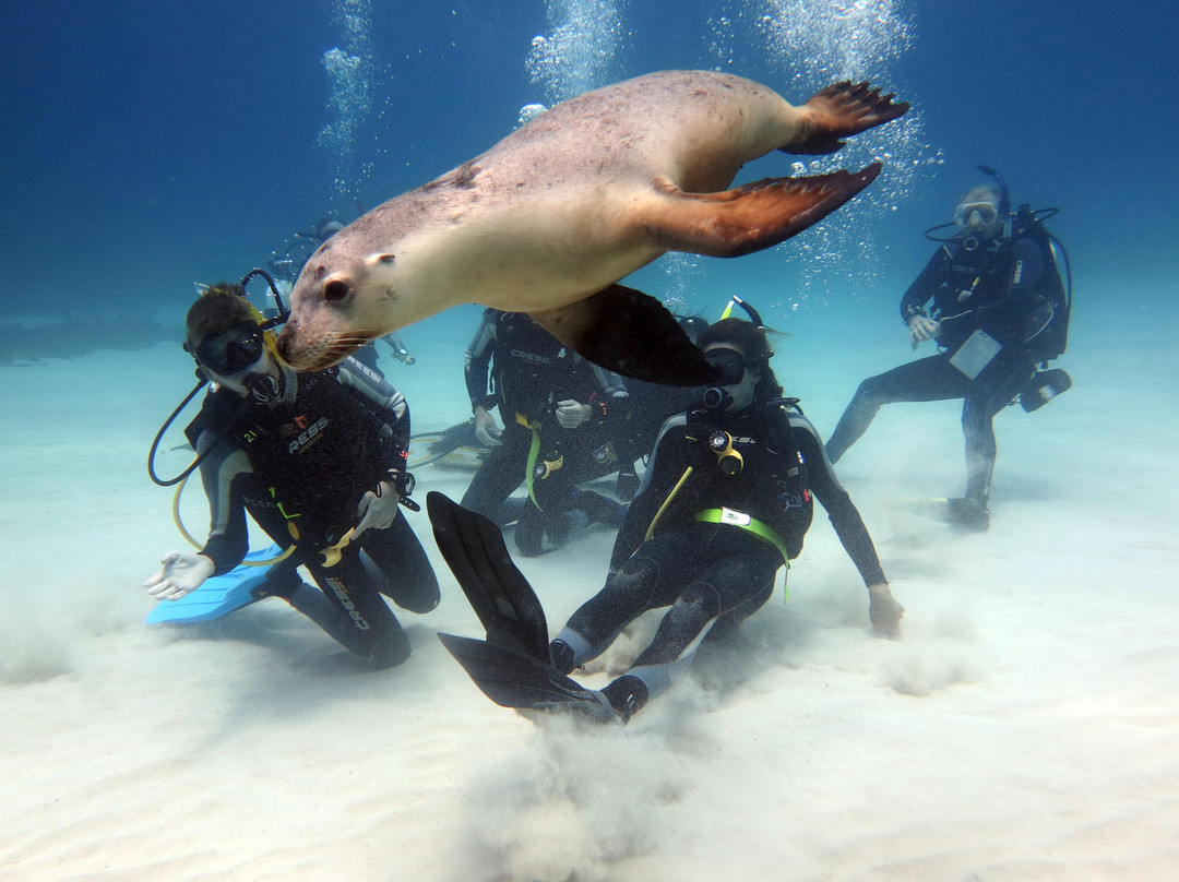 Diving Frontiers景点图片
