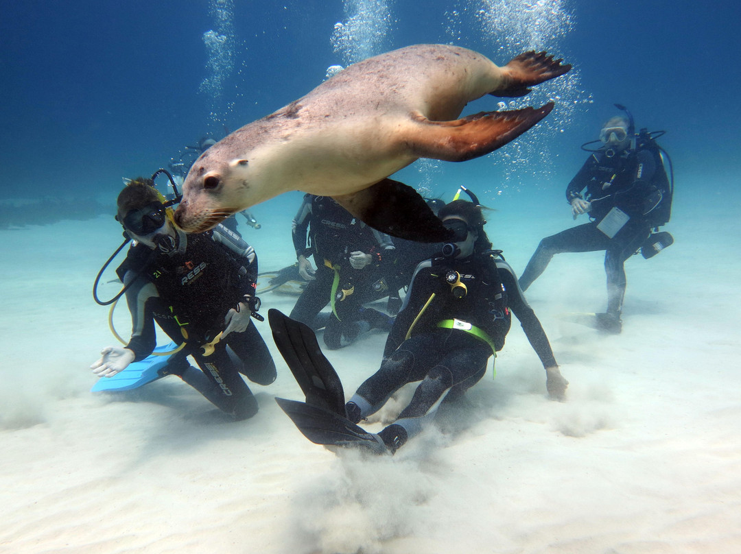 Diving Frontiers景点图片