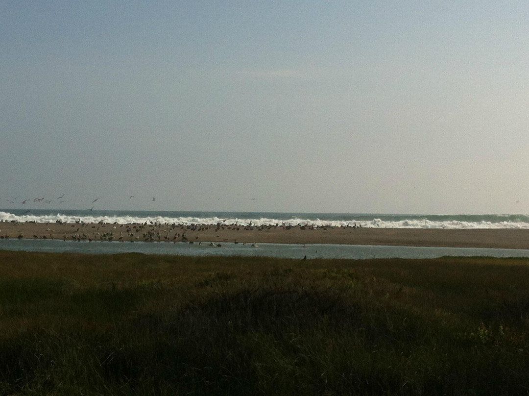 Humedal del Rio Lluta-阿里卡必去景点