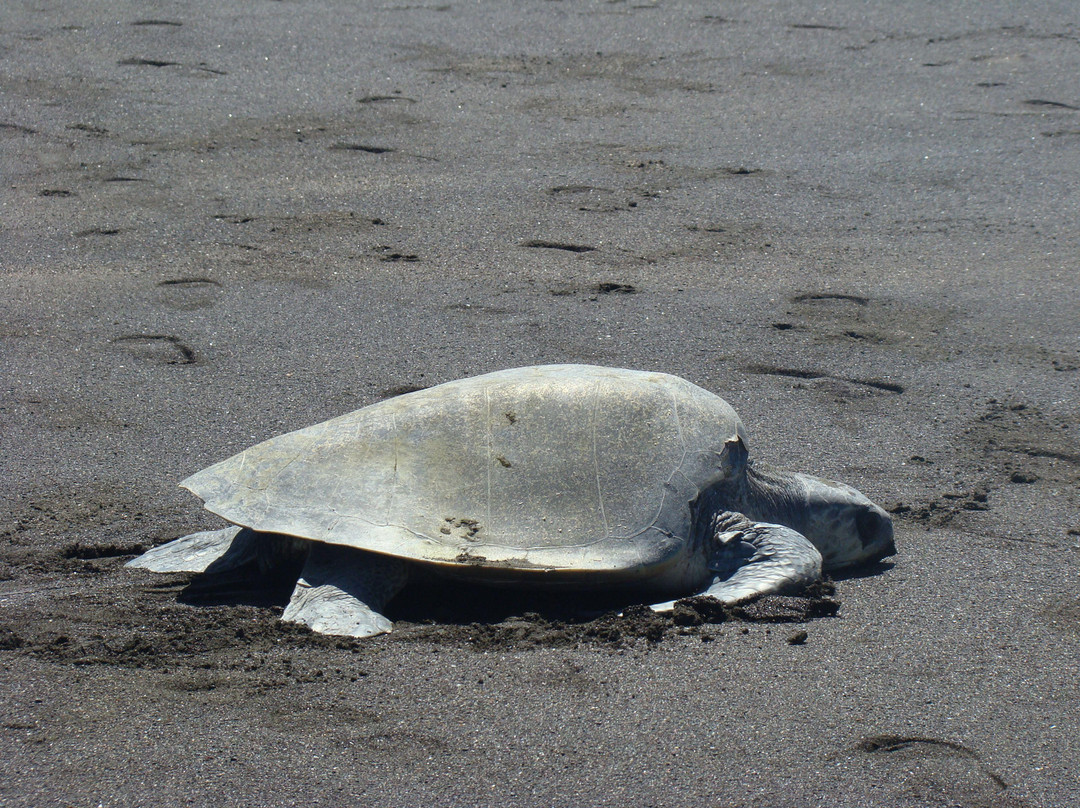 Las Baulas National Marine Park-大滩必去景点