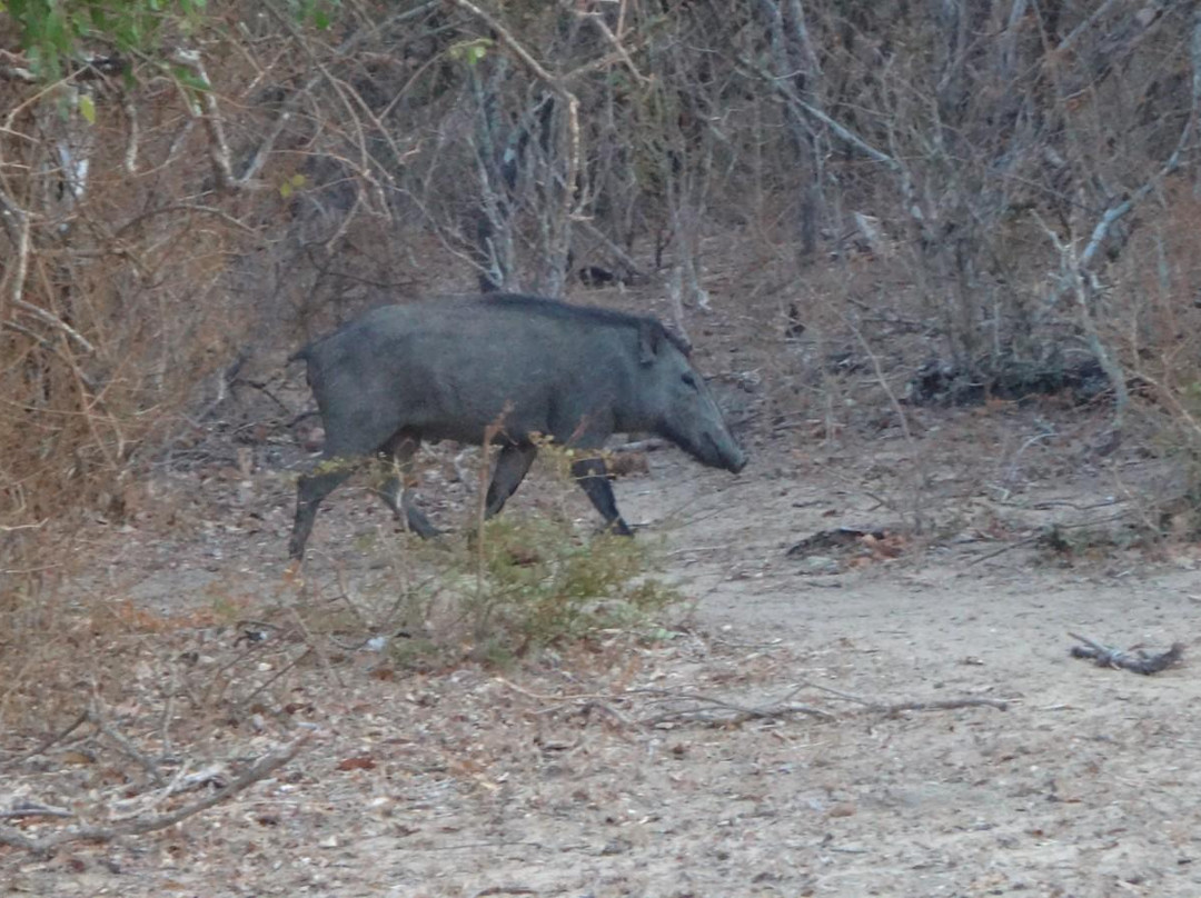 Yala Green Safari Tours-蒂瑟默哈拉默必去景点