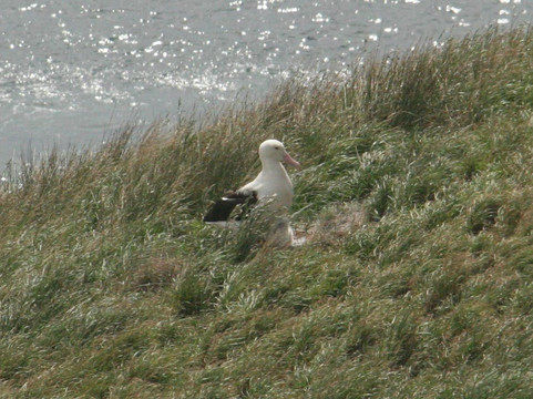 皇家信天翁中心-但尼丁必去景点