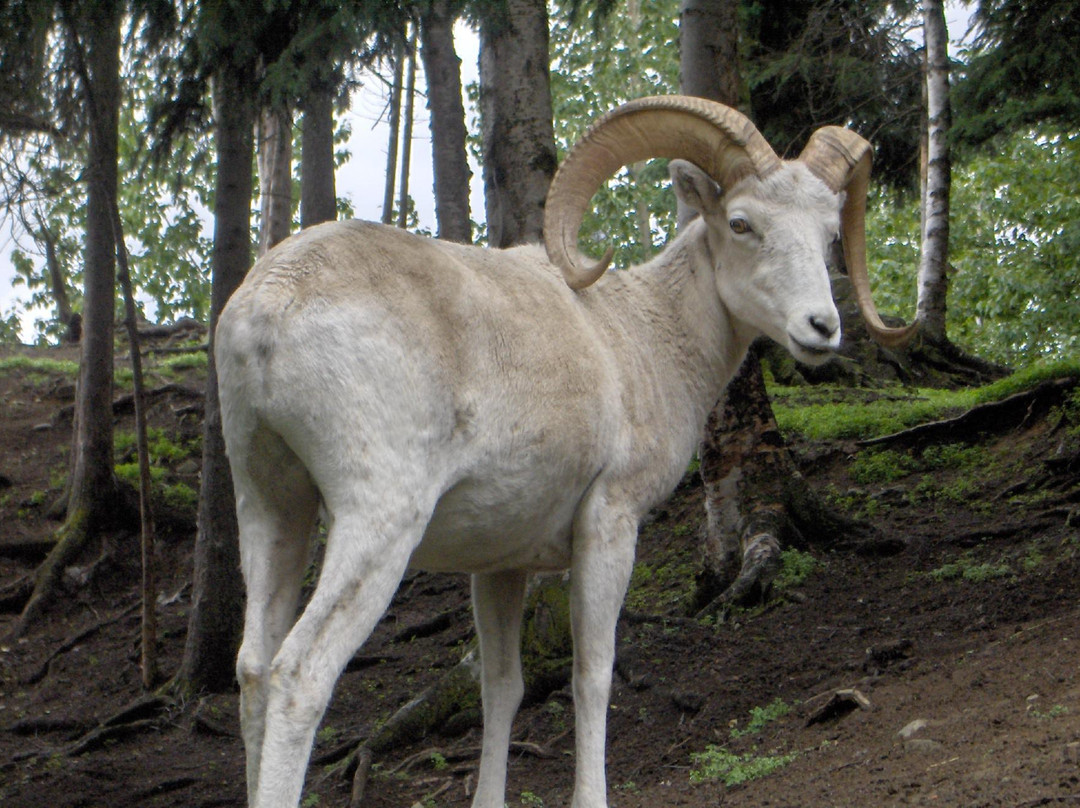 阿拉斯加动物园-安克雷奇必去景点