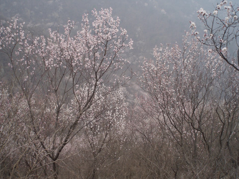 鹫峰国家森林公园-北京市必去景点