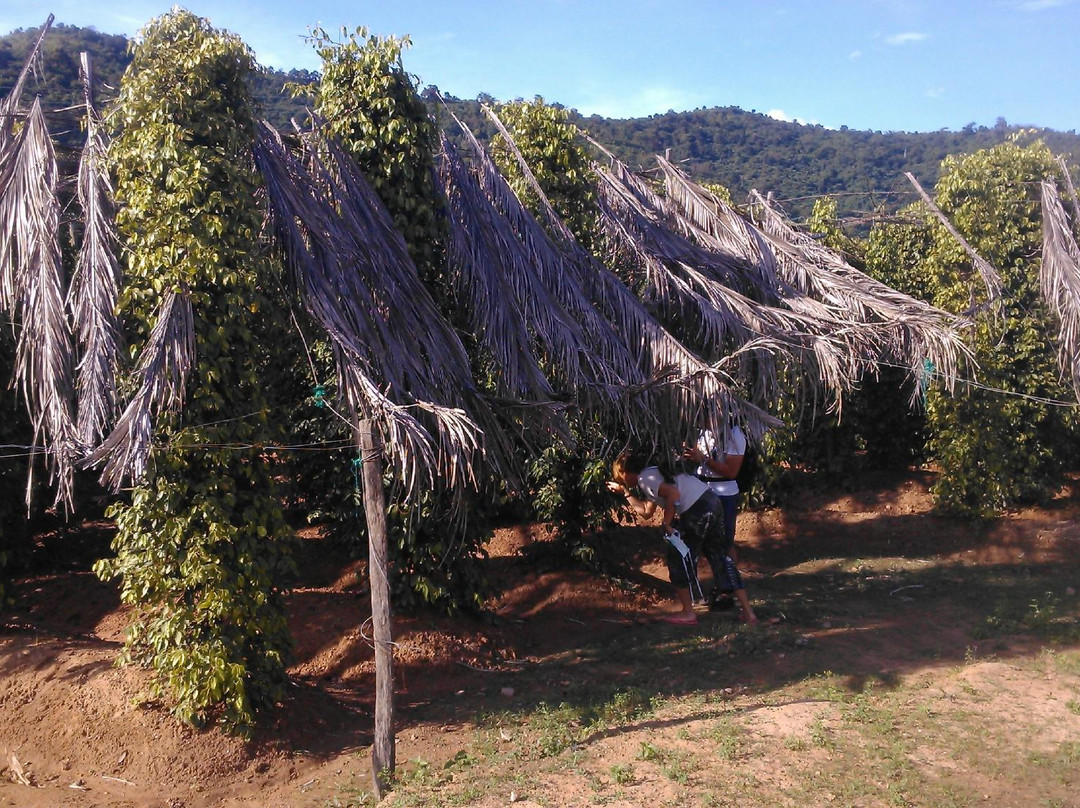 Starling Farm-贡布必去景点