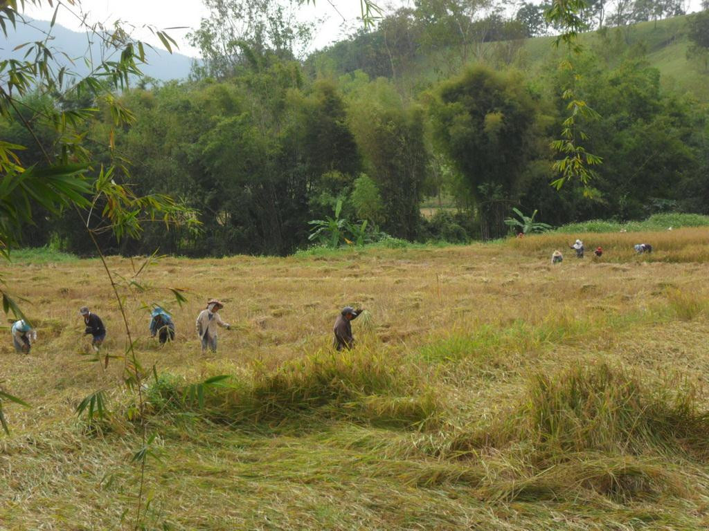 Chiang Rai Bicycle Tour-清莱必去景点