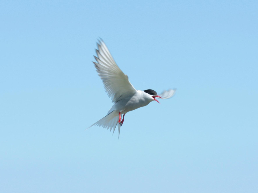Serenity Farne Island Boat Tours-Seahouses必去景点