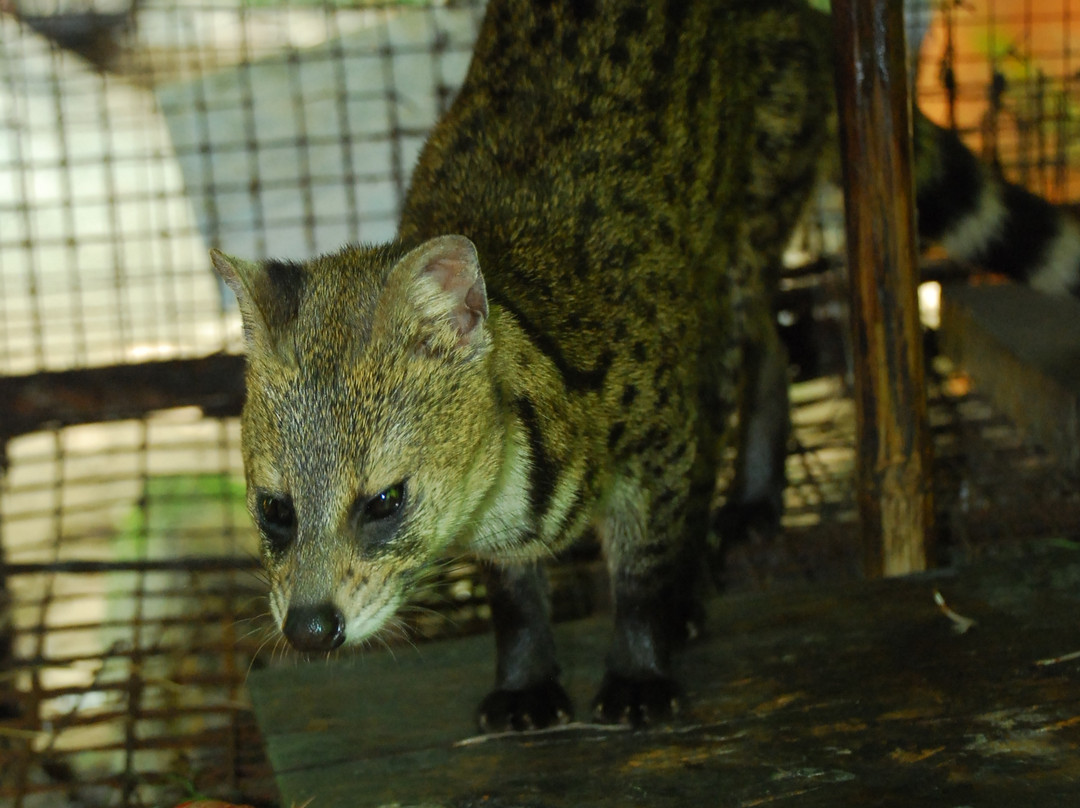 Thrissur Zoo & Museum景点图片